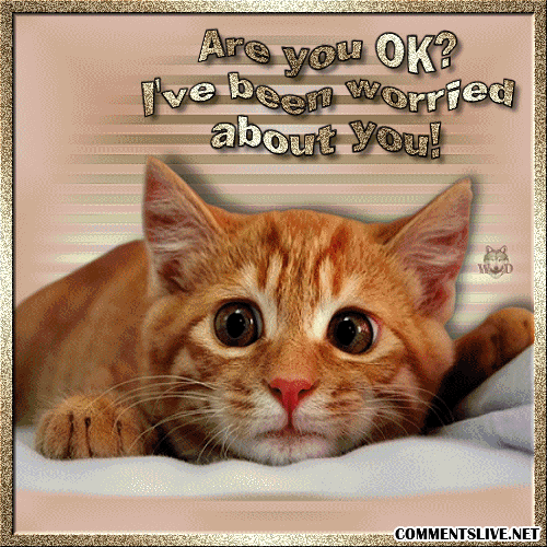 Worried Cat Picture