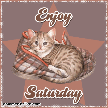 Cat Enjoy Saturday Picture
