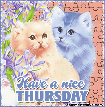 Cat Nice Thursday Picture