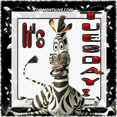 Its Tuesday Zebra Picture