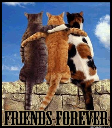 Bff Cats Hugging Picture