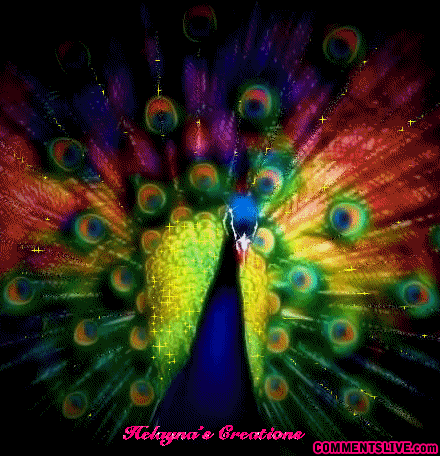 Peacock Picture