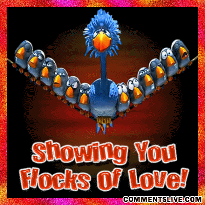 Flocks Of Love Picture
