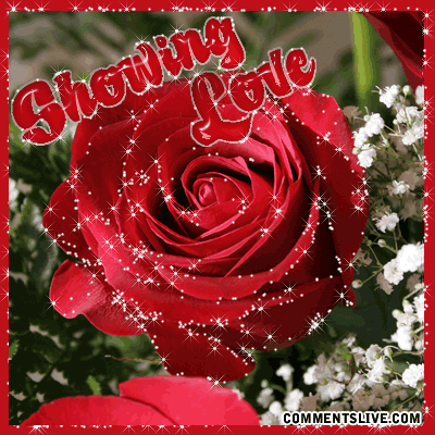 Rose Showing Love Picture