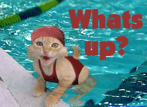 Cats Picture