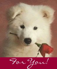 Dogs Picture