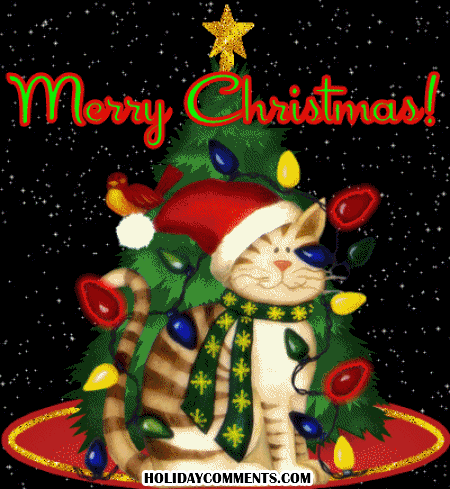 Merry Christmas Cat Picture