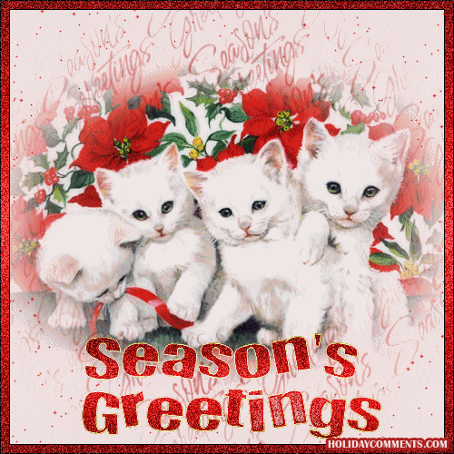 Seasons Kittens Picture