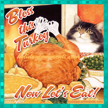 Cat Bless Turkey Picture